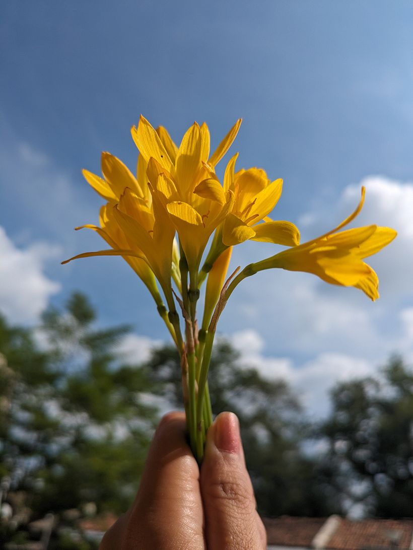 Yellow