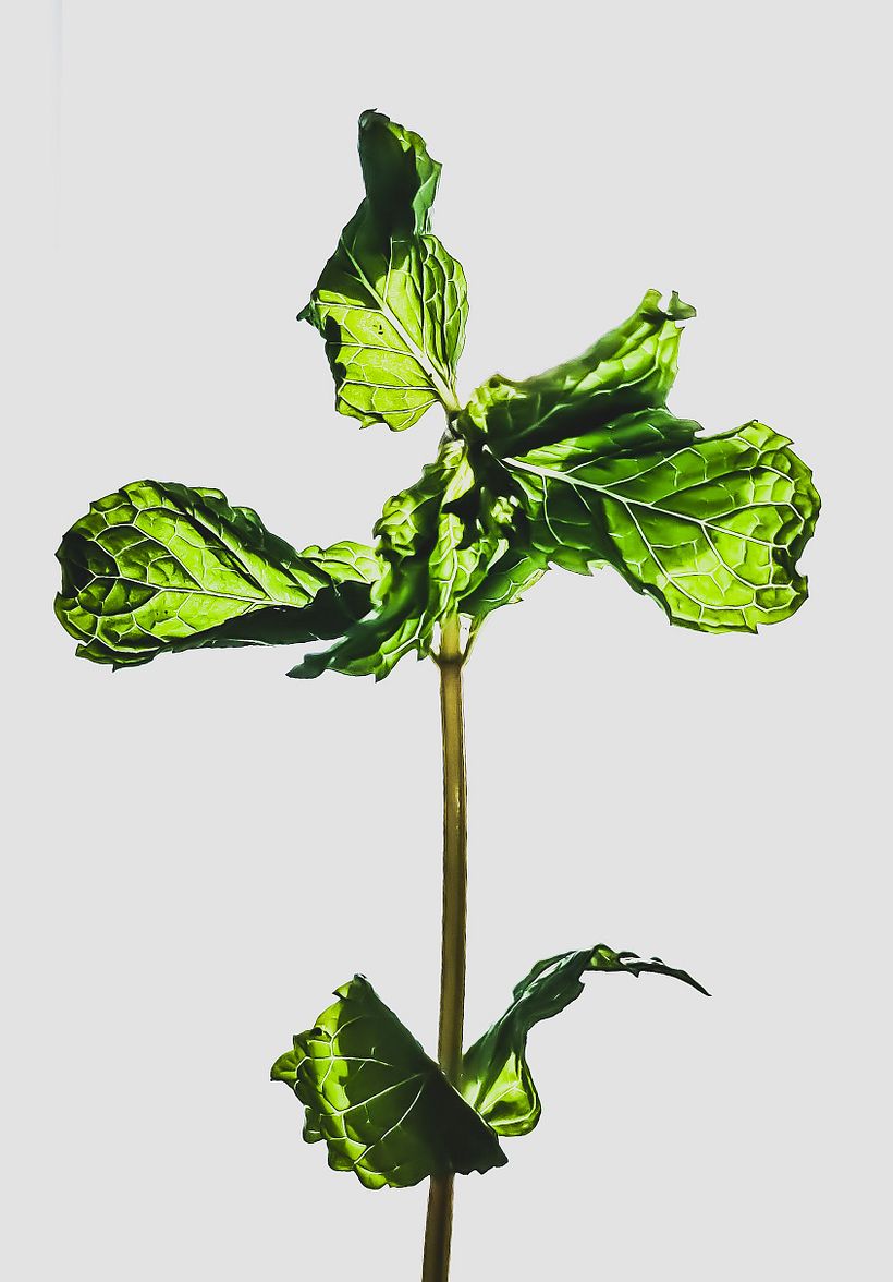 Mint leaf, Lockdown, 2020