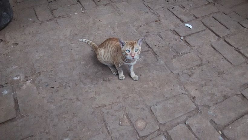 Street cat, Bhubaneswar