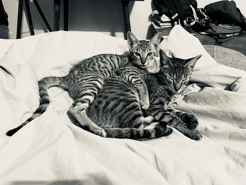 Kitu, Kiti (2)