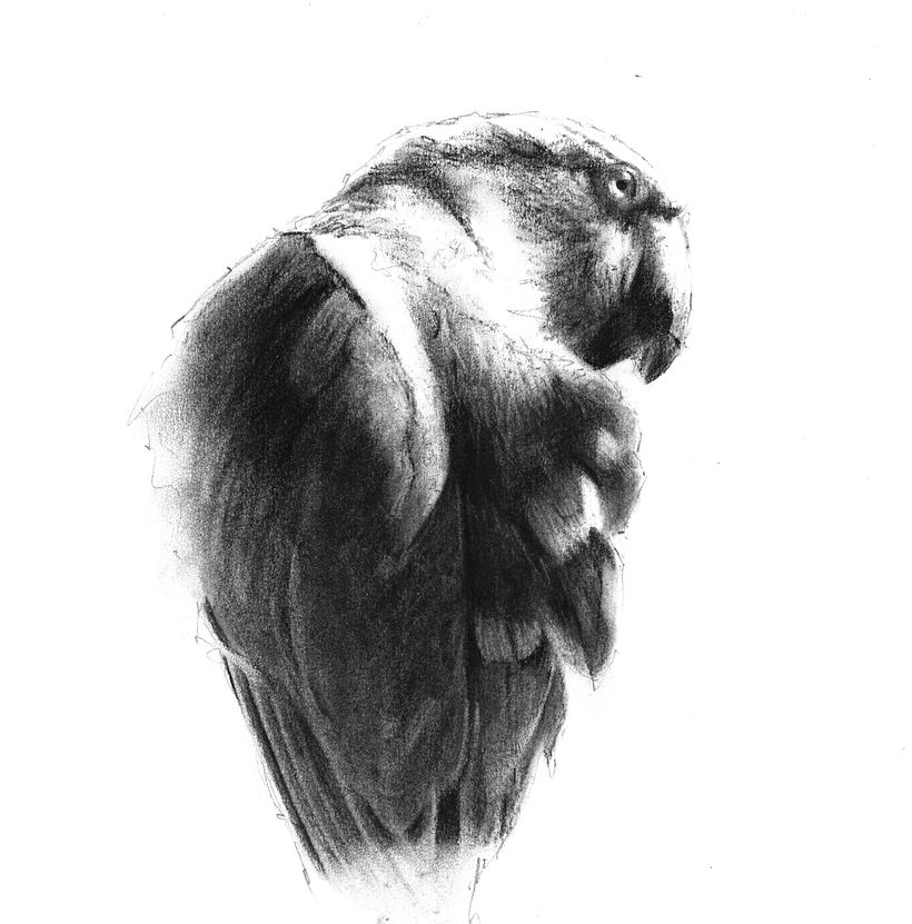 Finished piece after blending larger shapes with fingers and tools, and lifting out details with erasers 
