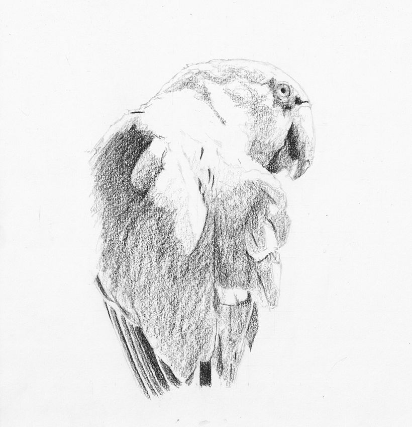 Application of dark charcoal pencil to get a feel for shapes 