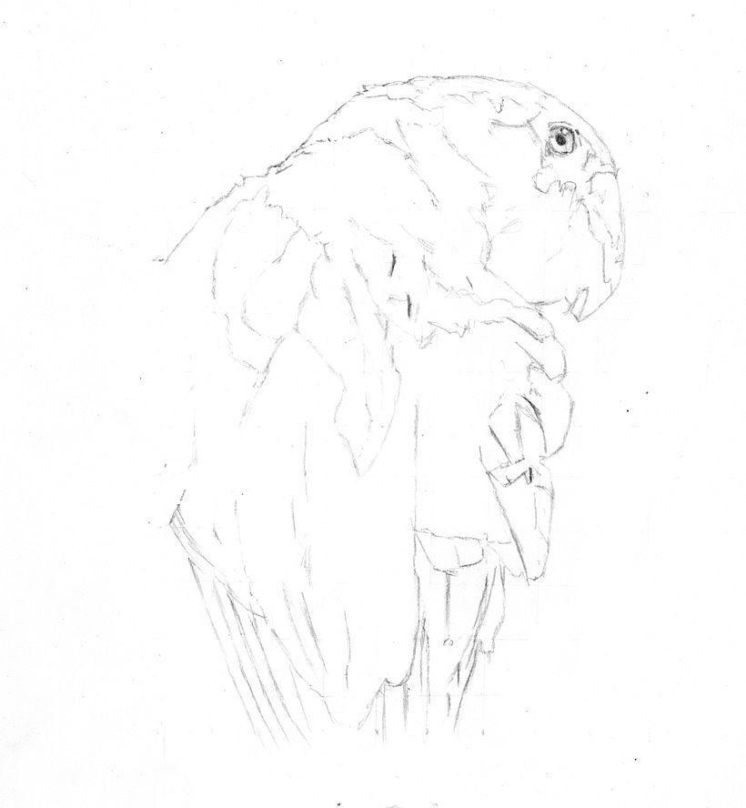 The initial sketch