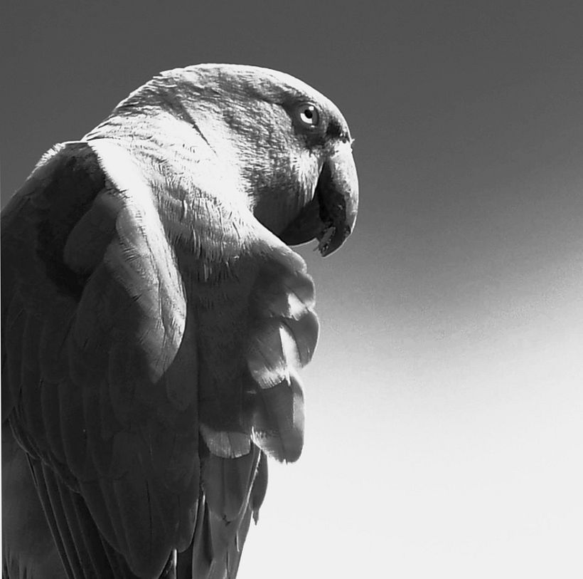 Photo reference by Ian Gray
