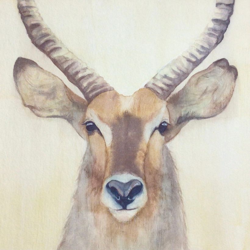 Mi proyecto para el curso: Retratos expresivos de animales en acuarela 4