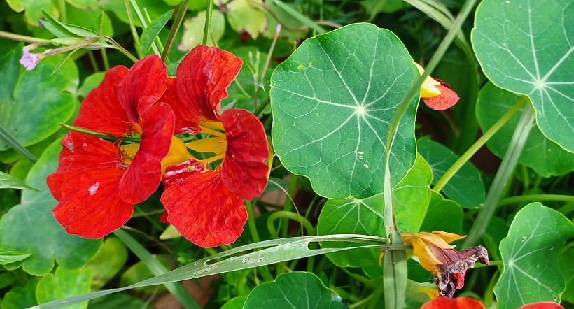 My nasturtium photo, from plant in my garden