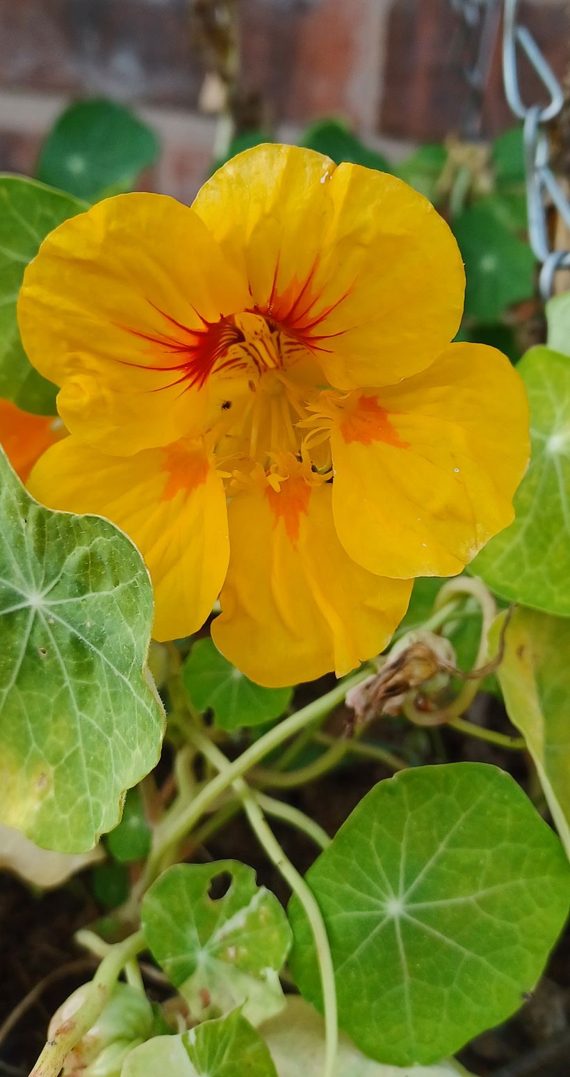 Photo taken by myself in the garden