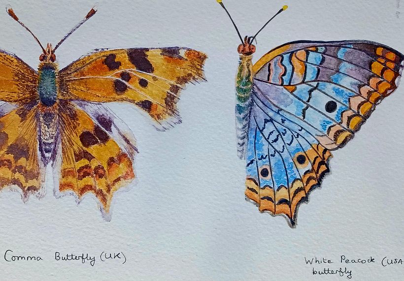 Studies of butterflies. I chose the comma as I love the shape of ots wings and the colours went well