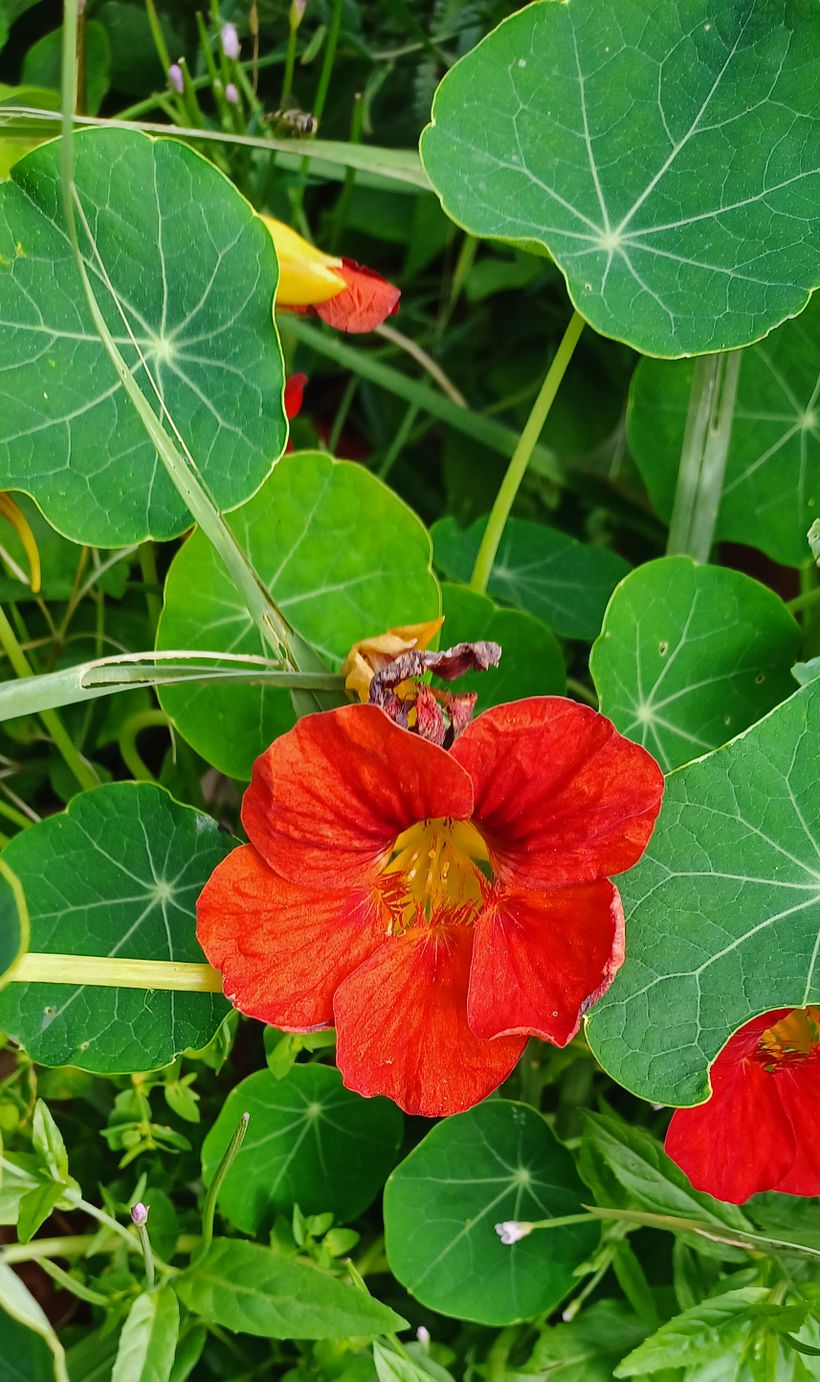 This photo shows the range of green for the leaves