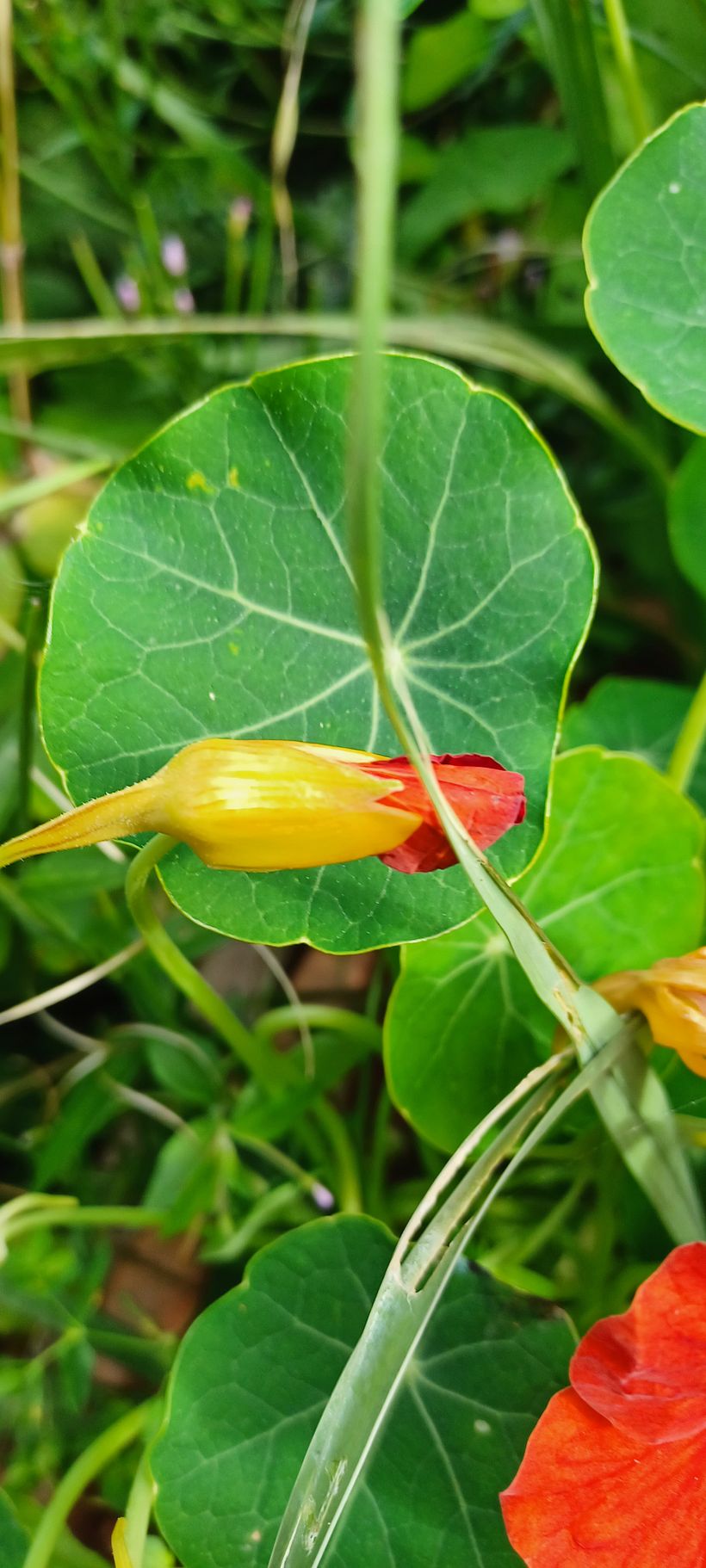 A flower bud, just ready for blooming 