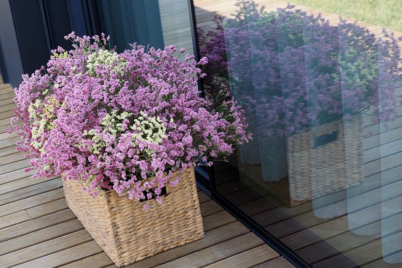 Limonium (flores secas 3 cores)