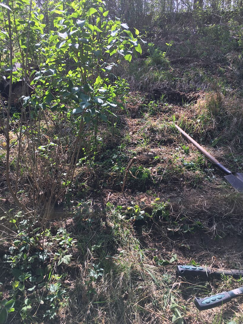 This was our starting point: An overgrown pit of garden on a steep slope.