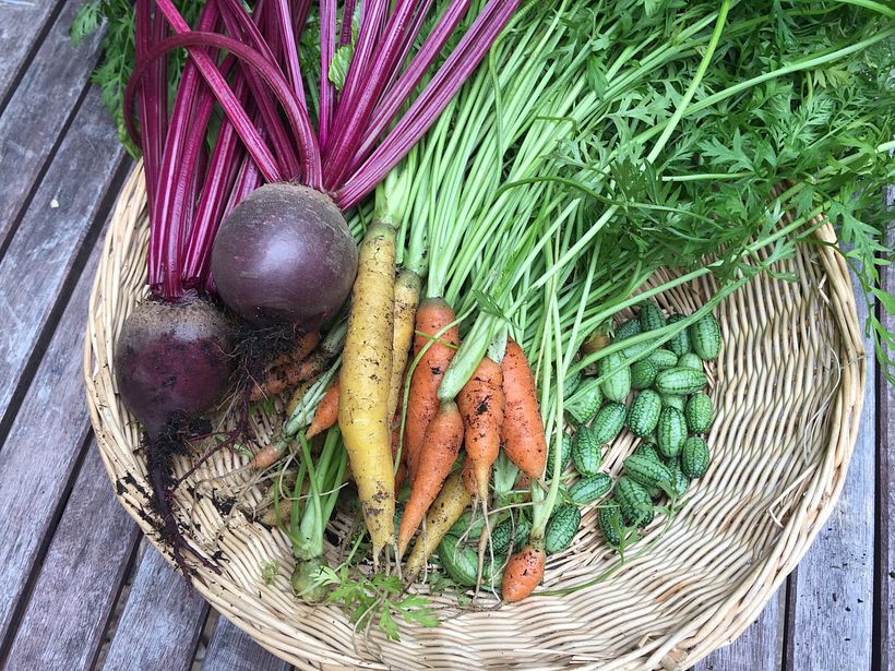 Beets, carrots and mini cucumbers harvested from our veggy beds.