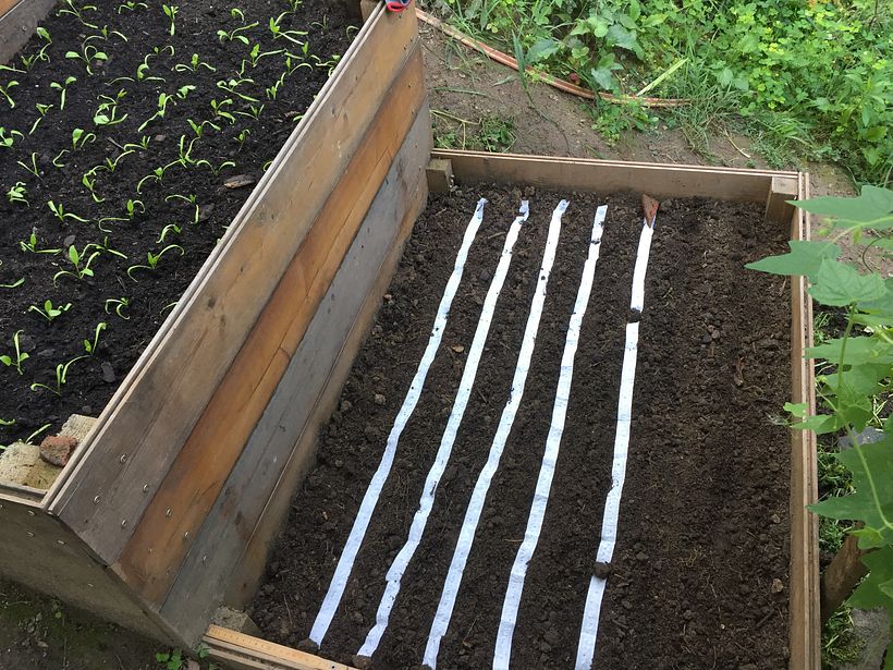 Autumn sowing session: spinach seedlings on the left, radishes on the right.