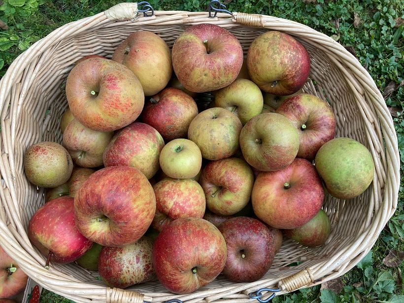 Apple harvest