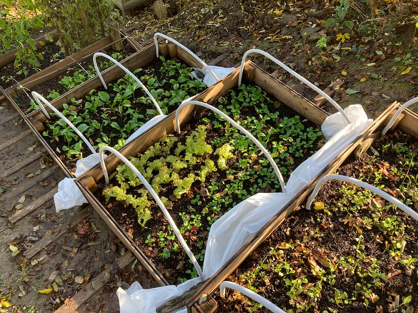 Winter crops.