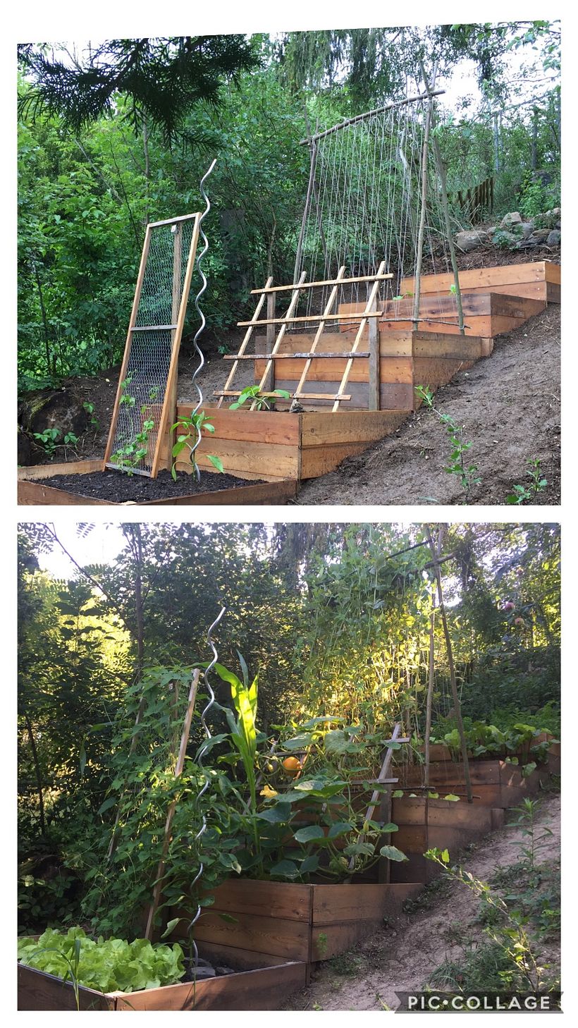 We created terraced vegetable beds and trellis.