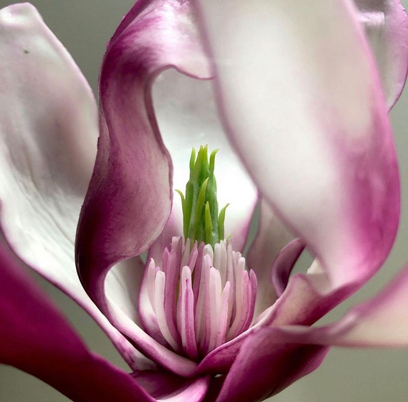 Magnolia