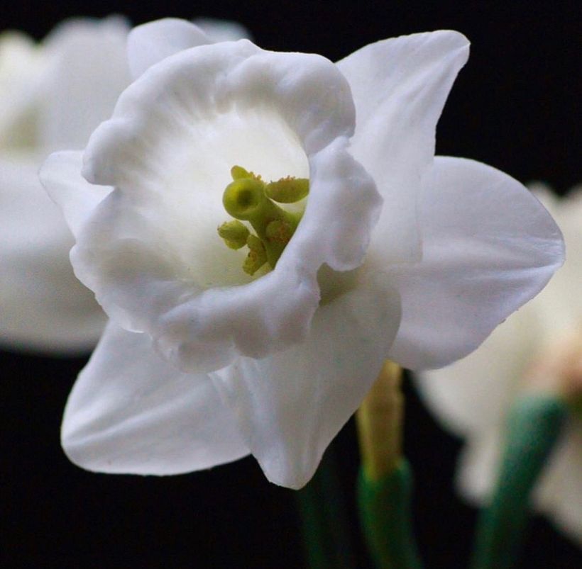 Daffodil Centre, Free Hand 