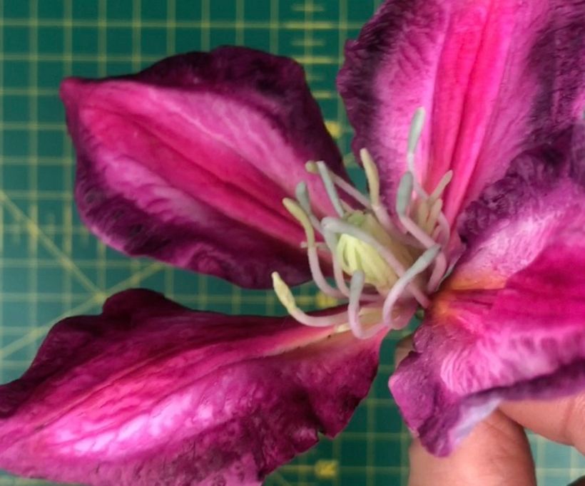 Clematis Centre, Free Hand 