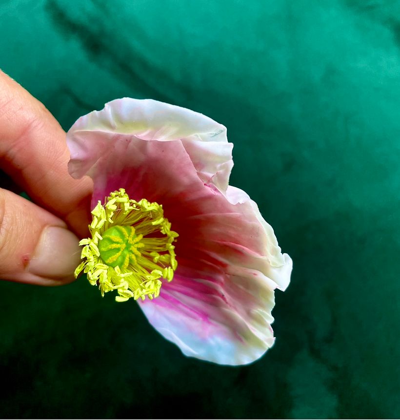 Icelandic Poppy Centre, Free Hand 