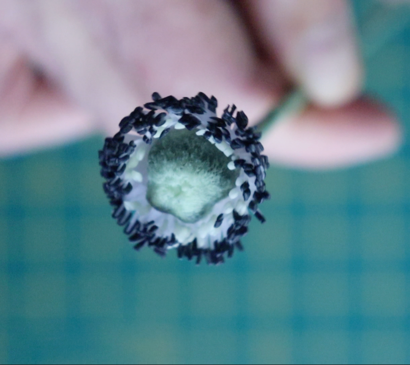 Anemone Centre 