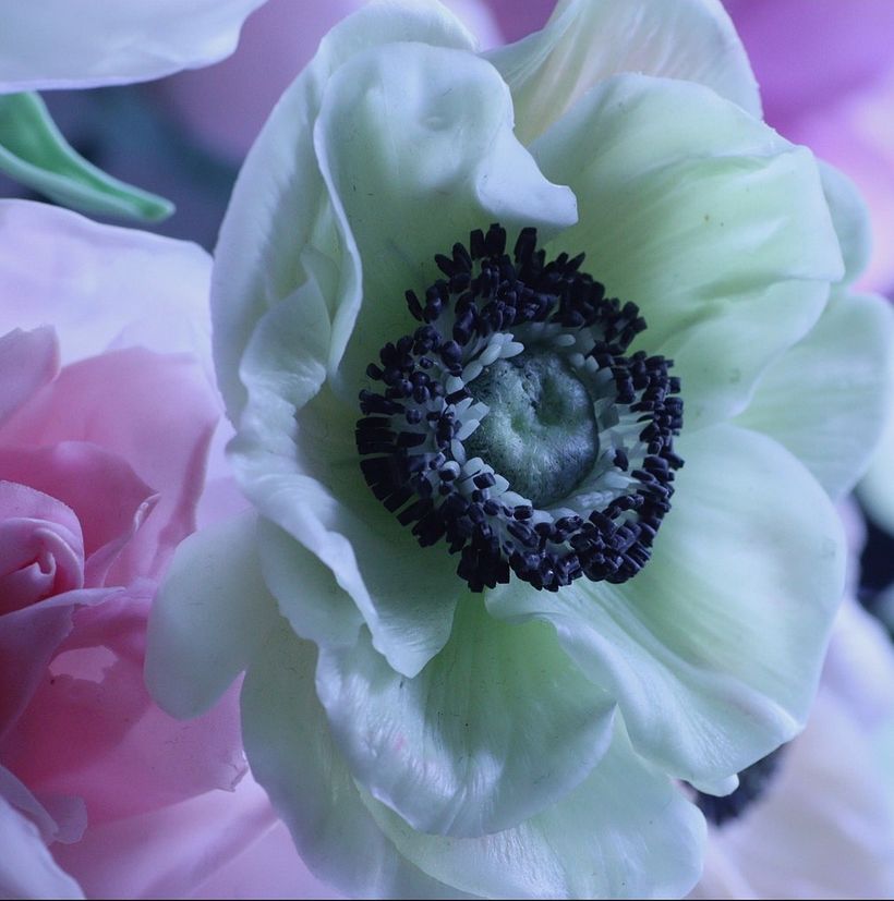 Anemone Flower 
