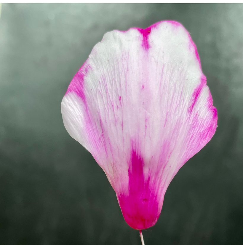 Frilly Peony Auter Petal 