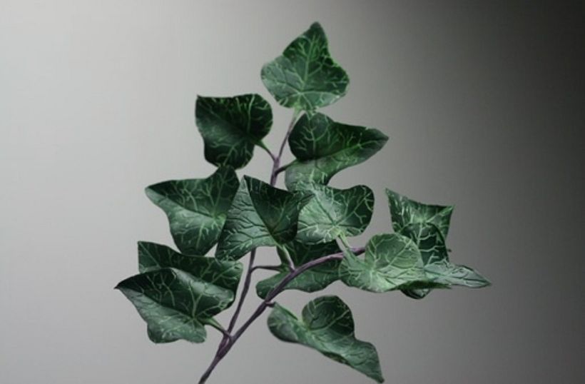 Ivy, Dark on Light Toning 