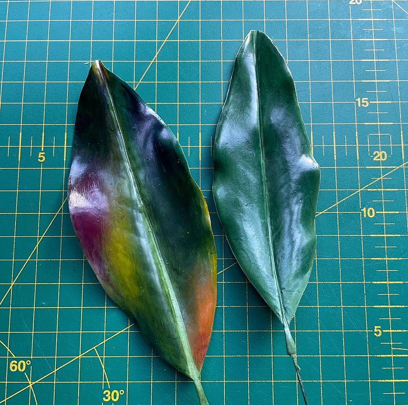 Southern Magnolia Leaf, Toning in Multiple Layers 