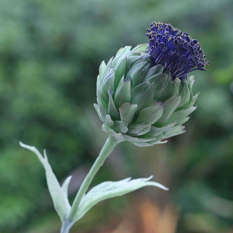 Artichoke ( the Interpretation of ...) + Minimal Toning 