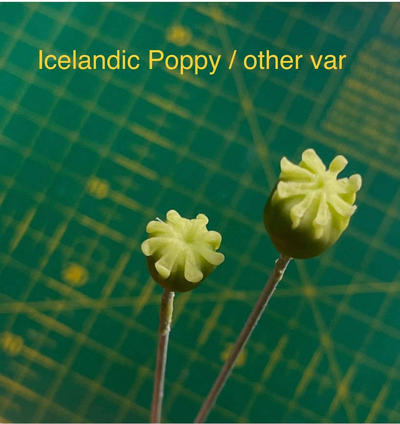 Icelandic Poppy pod variation 