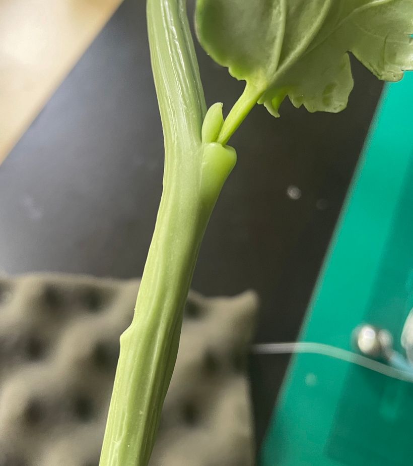 Chrysanthemum stem detail 