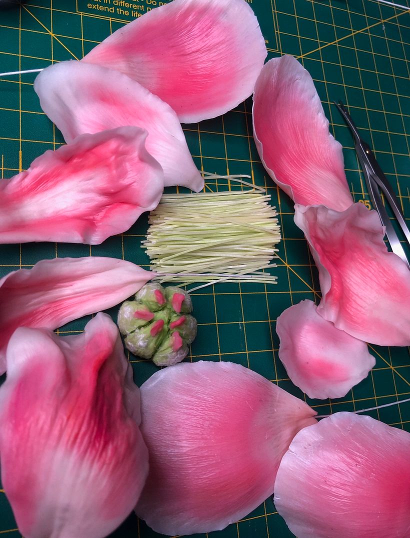 Coral Peony Hyper Detail Centre in Prep 