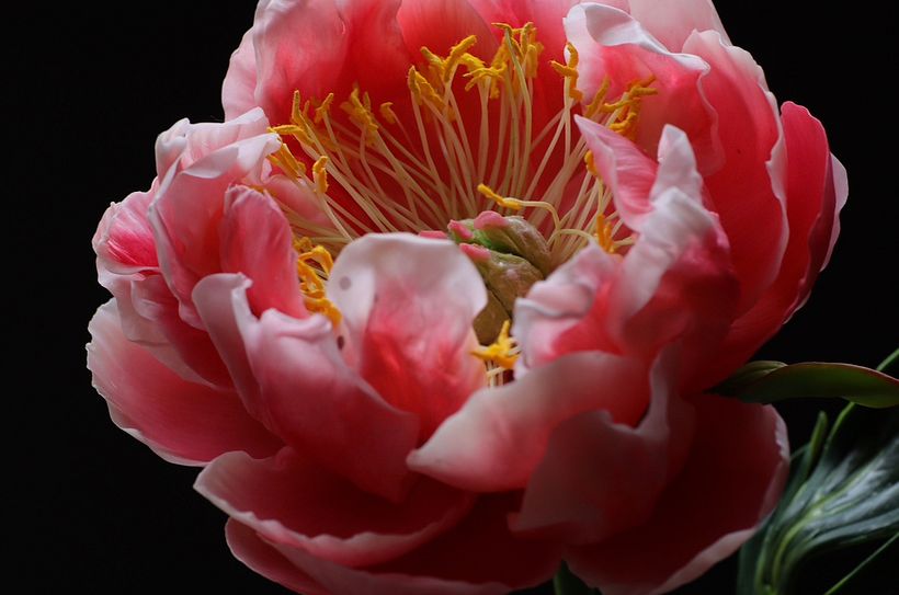 Coral Peony Stamens 