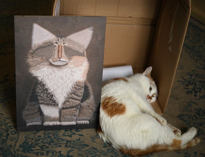 Gatos 2023 18