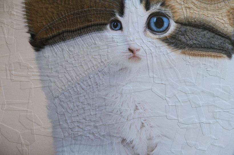Gatos 2023 19
