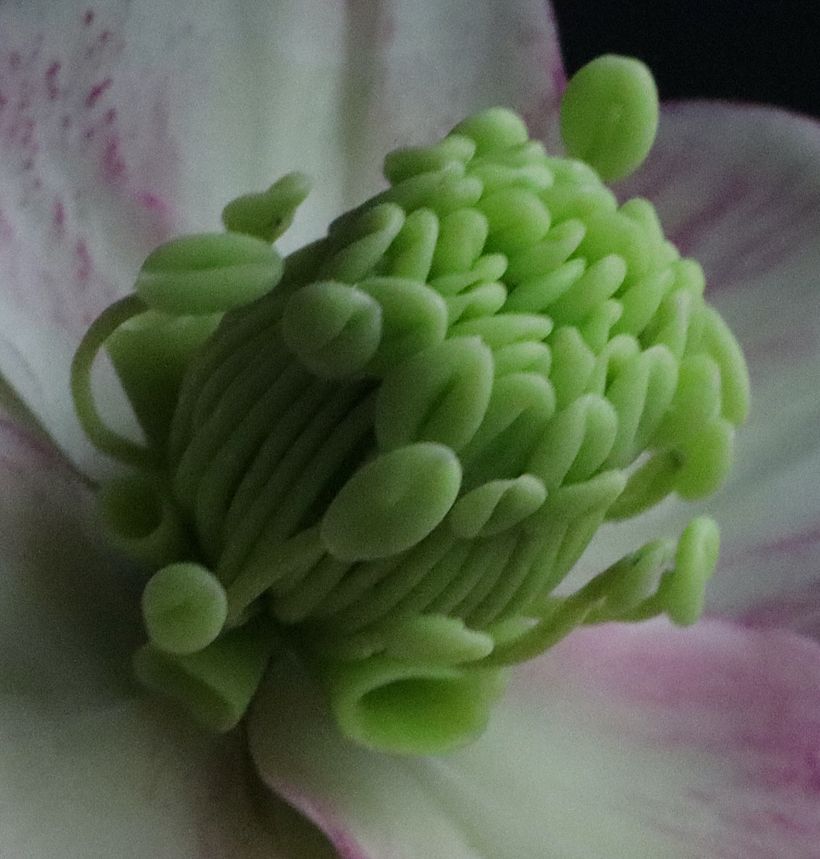 Winter Rose , Centre  