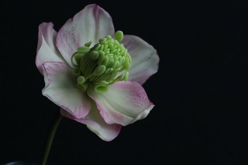 Hellebore ( Winter Rose )