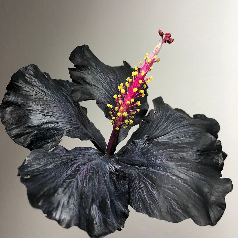 Hibiscus, Brand Tinted CP Clay ( Black Modena ) 