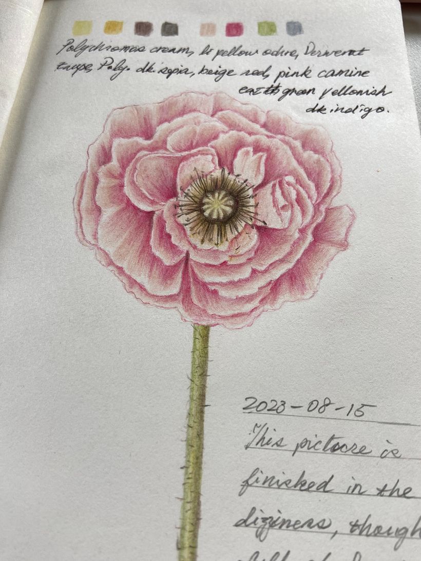 flower practice: poppy