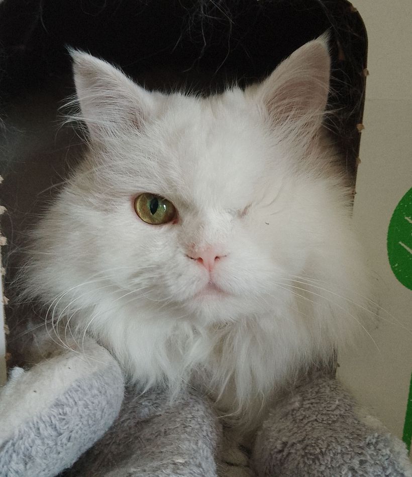 Reference photo of my boy Simon