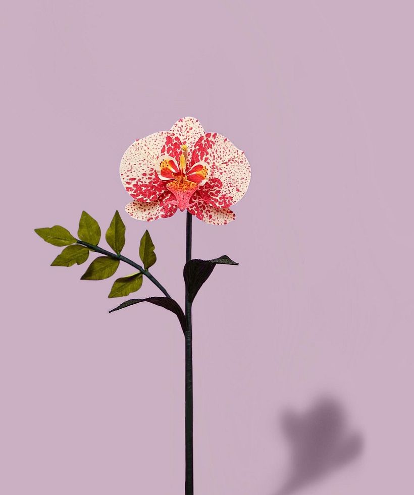 Orquídeas de papel  2