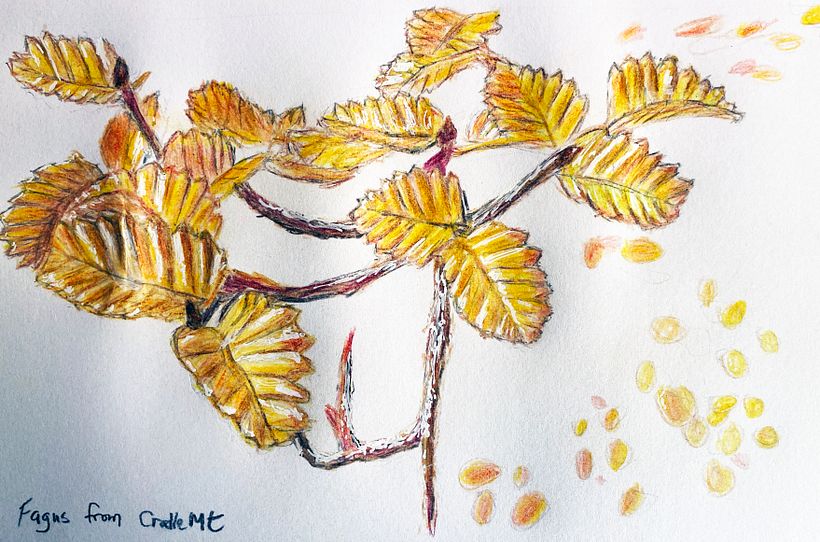 Fagus turning at Cradle Mountain, Tasmania coloured pencil from own reference