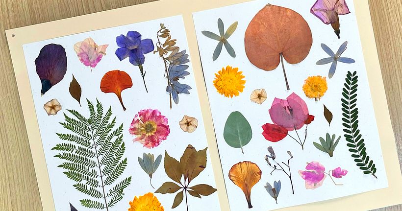 Los colores de las plantas 1