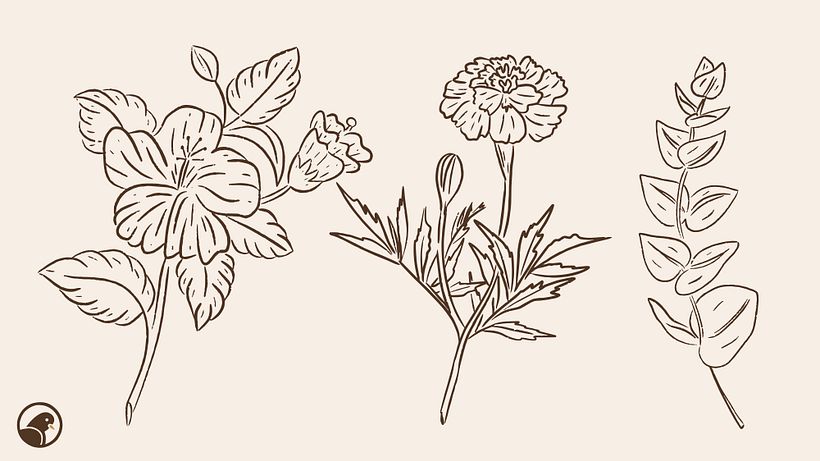 Los colores de las plantas 6
