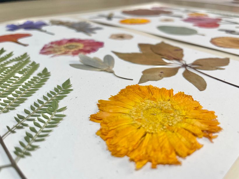 Los colores de las plantas 8