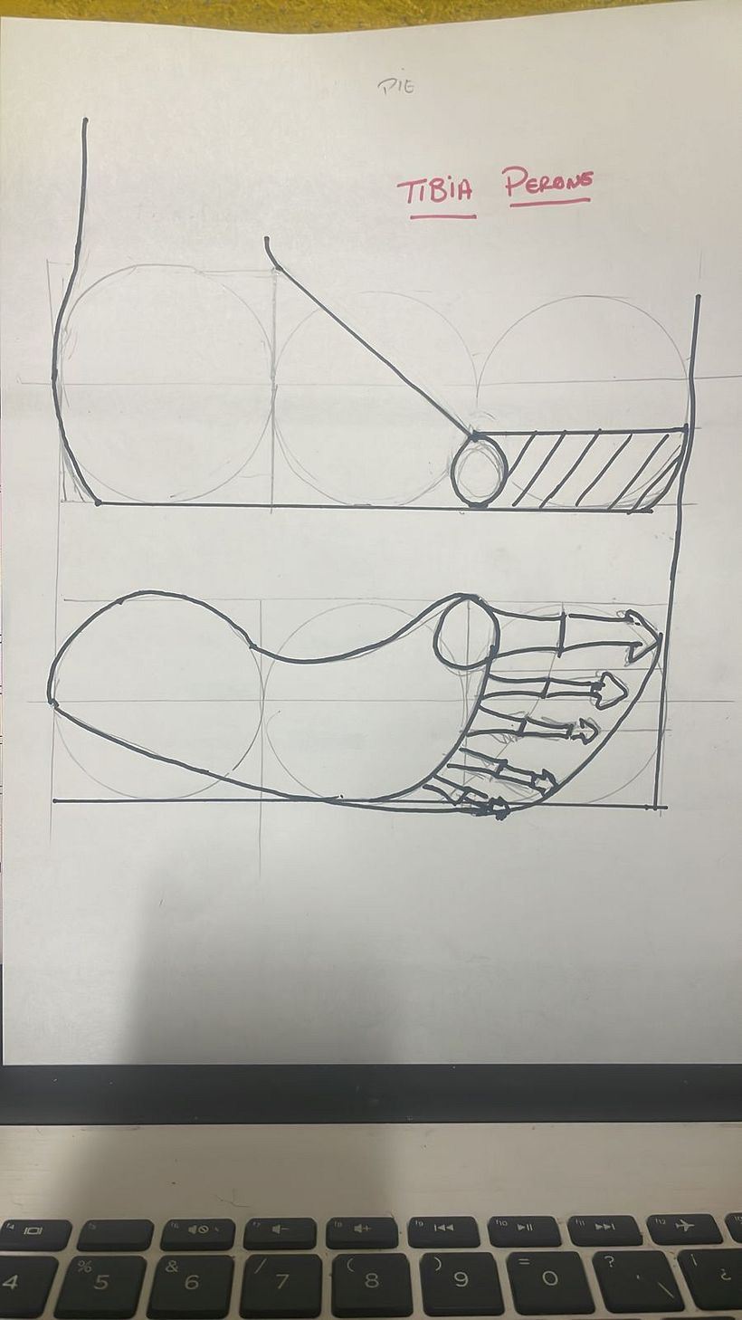 Mi proyecto del curso: Dibujo anatómico para principiantes 12