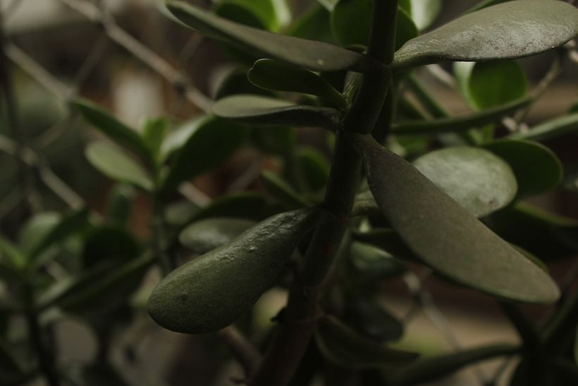 Mi proyecto del curso: Fotografía para principiantes: descubre tu cámara digital 2