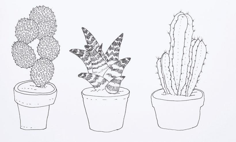 Ilustración naturalista: cactus y suculentas
